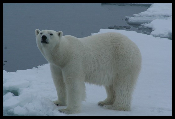 polar bear winking